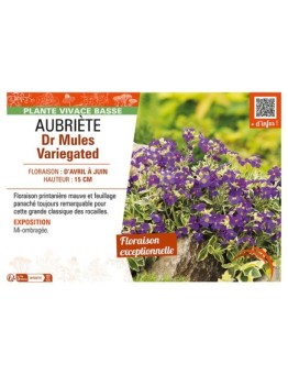 AUBRIÈTE DR MULES VARIEGATED