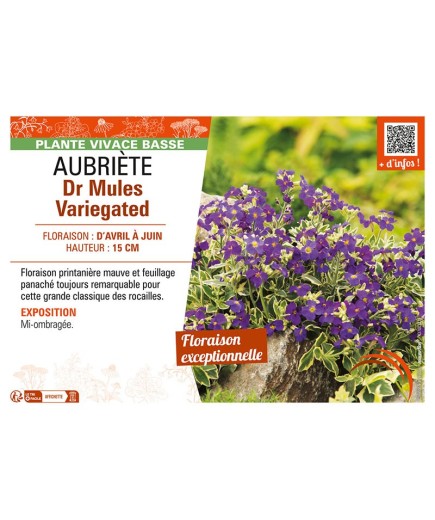 AUBRIÈTE DR MULES VARIEGATED