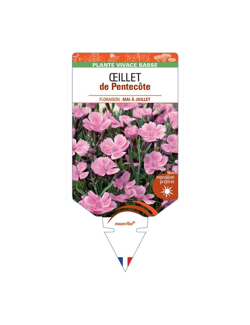 DIANTHUS GRATIANOPOLINATUS voir Œillet de Pentecôte (rose)