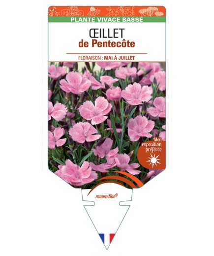 DIANTHUS GRATIANOPOLINATUS voir Œillet de Pentecôte (rose)