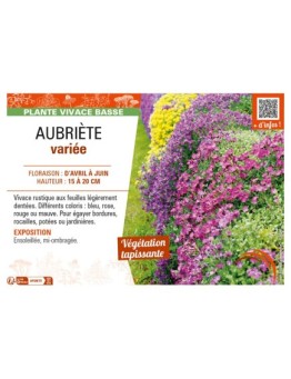 AUBRIÈTE VARIÉE
