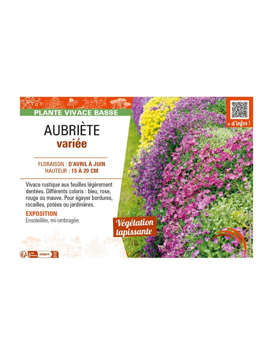 AUBRIÈTE VARIÉE