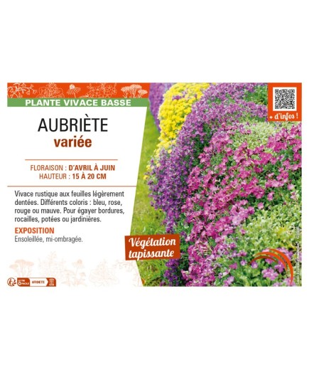 AUBRIÈTE VARIÉE