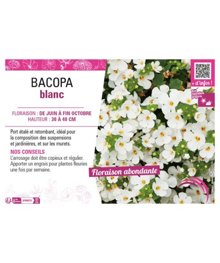 BACOPA BLANC