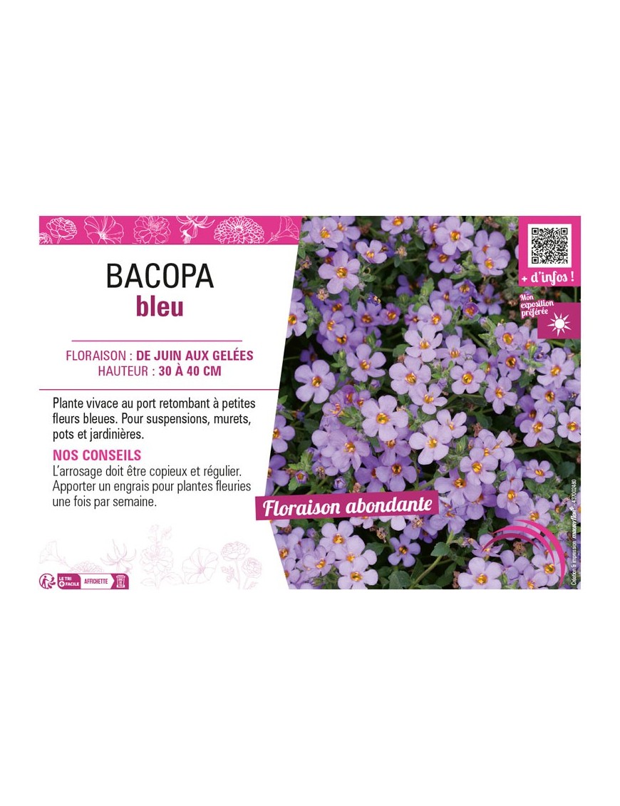 BACOPA BLEU