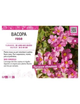 BACOPA ROSE