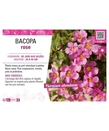 BACOPA ROSE