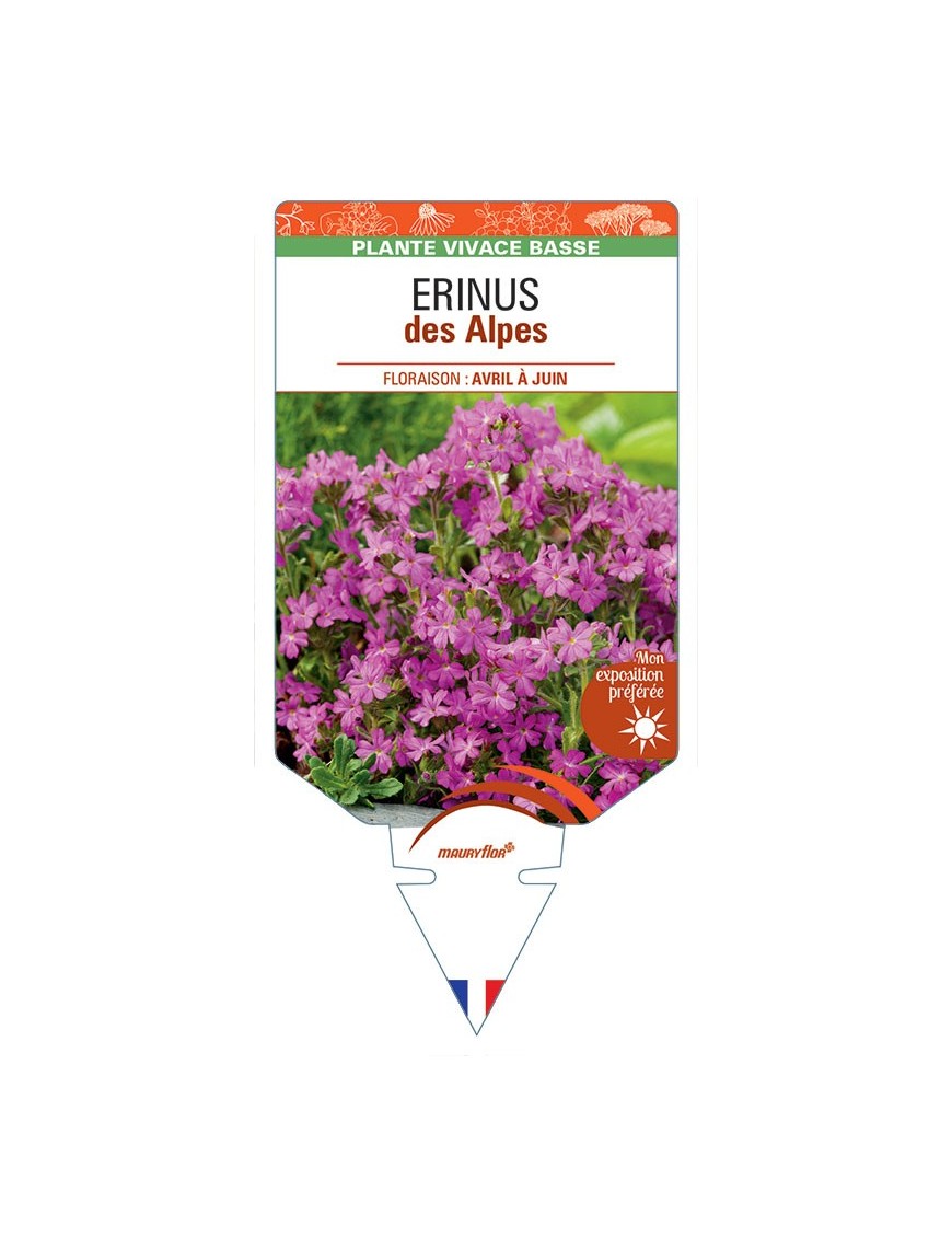 ERINUS DES ALPES (rose) *
