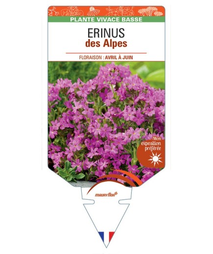 ERINUS DES ALPES (rose) *