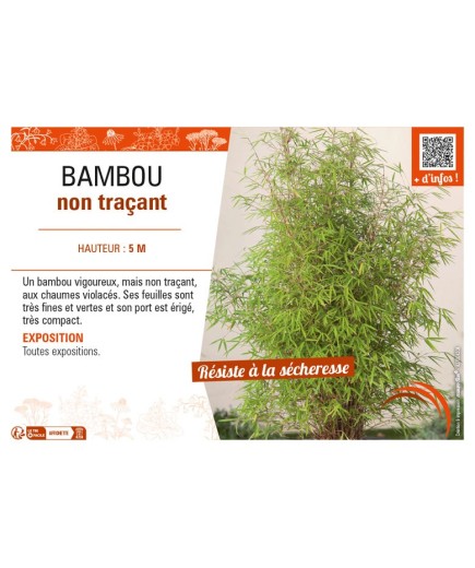 BAMBOU non traçant