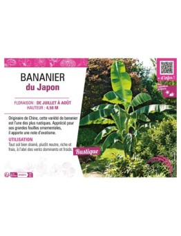 BANANIER DU JAPON