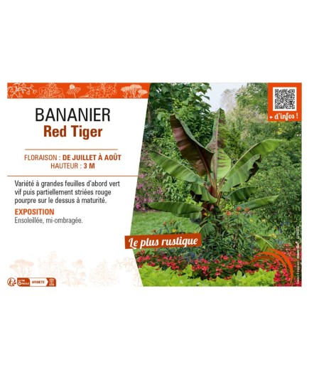 BANANIER Red Tiger