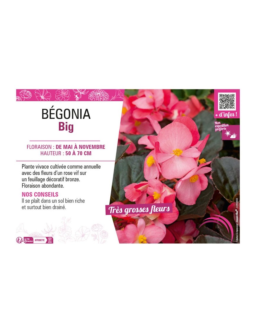 BÉGONIA BIG