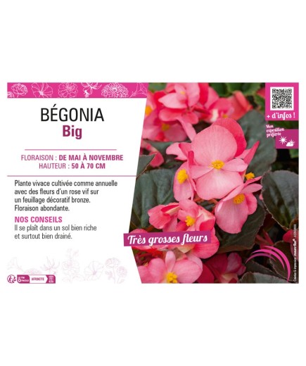BÉGONIA BIG