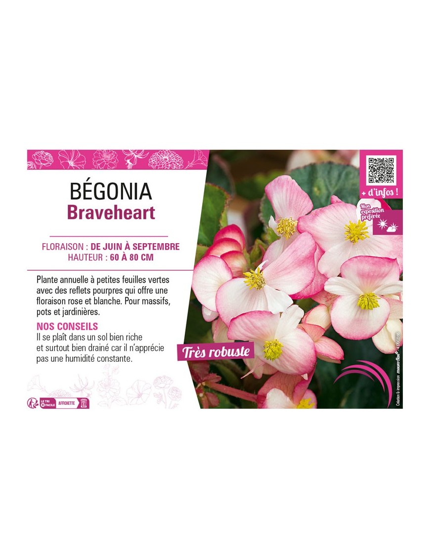 BÉGONIA BRAVEHEART