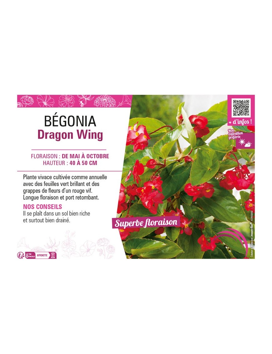 BÉGONIA DRAGON WING