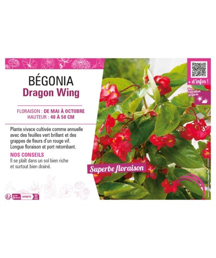 BÉGONIA DRAGON WING