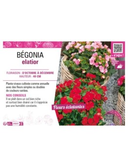 BÉGONIA ELATIOR (varié)