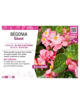 BÉGONIA GÉANT