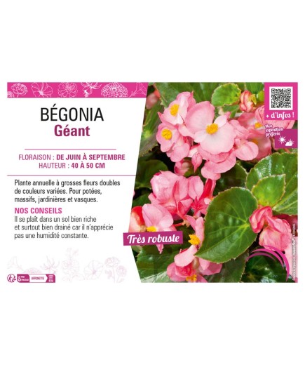 BÉGONIA GÉANT