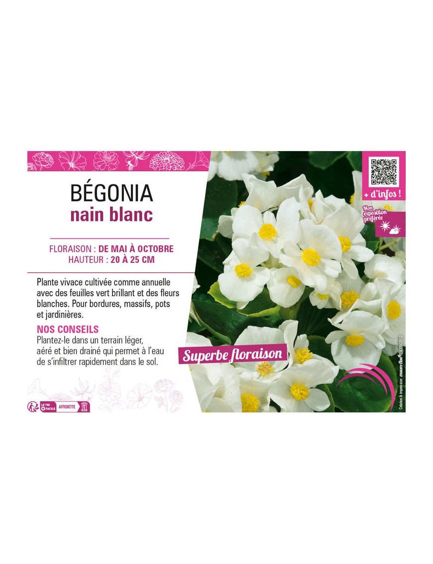 BÉGONIA NAIN BLANC