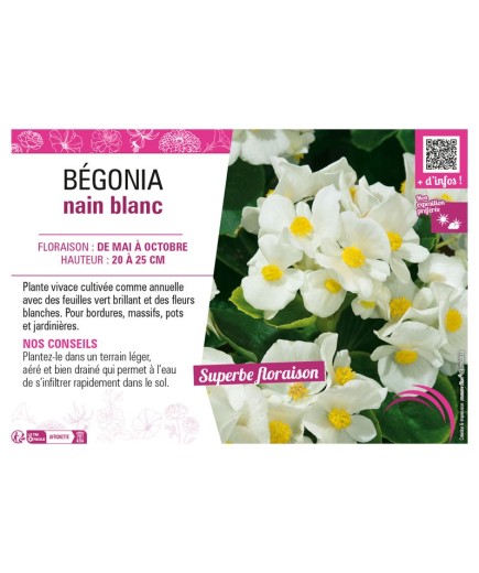 BÉGONIA NAIN BLANC