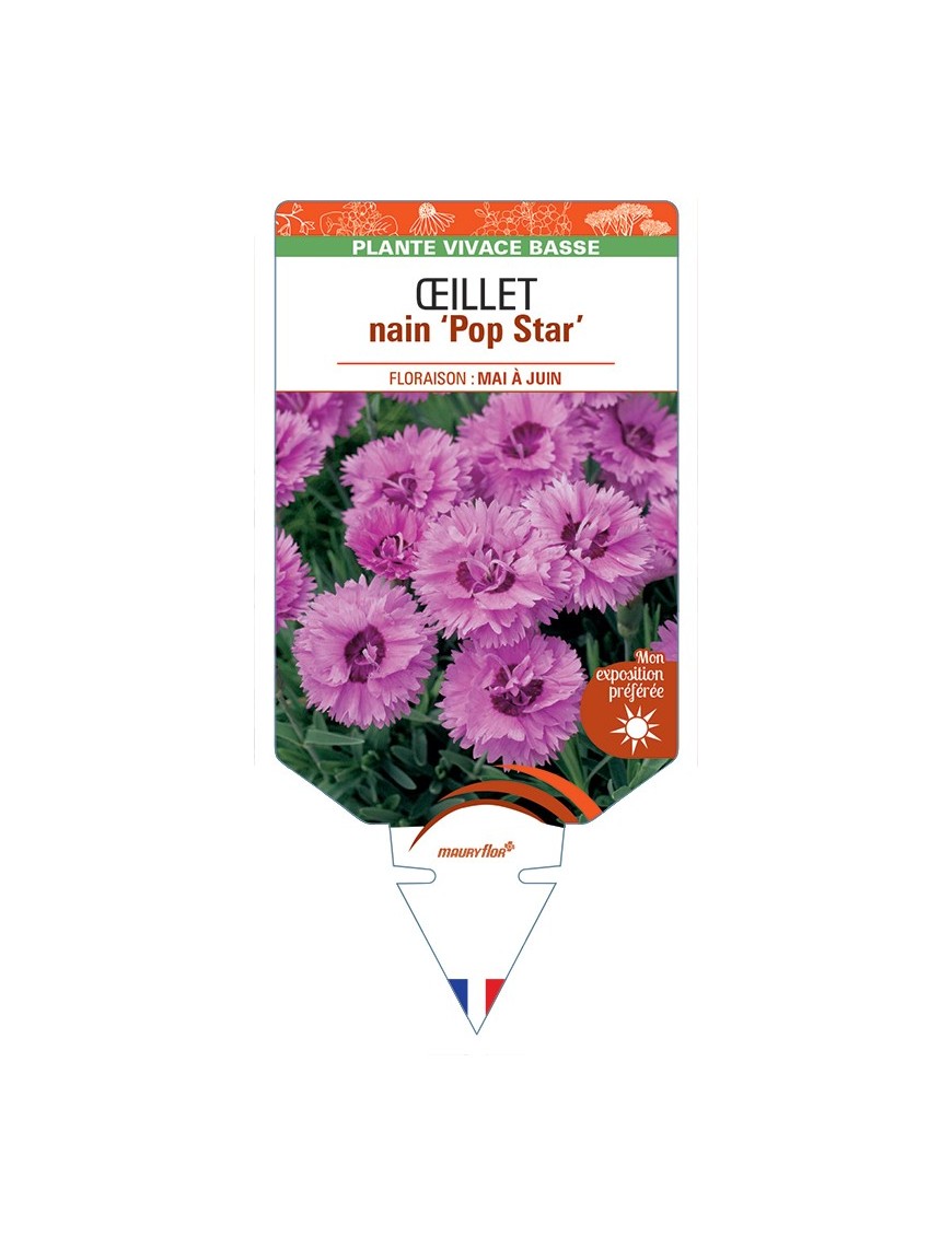DIANTHUS hybridus Pop Star voir Œillet nain