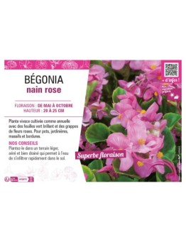BÉGONIA NAIN ROSE