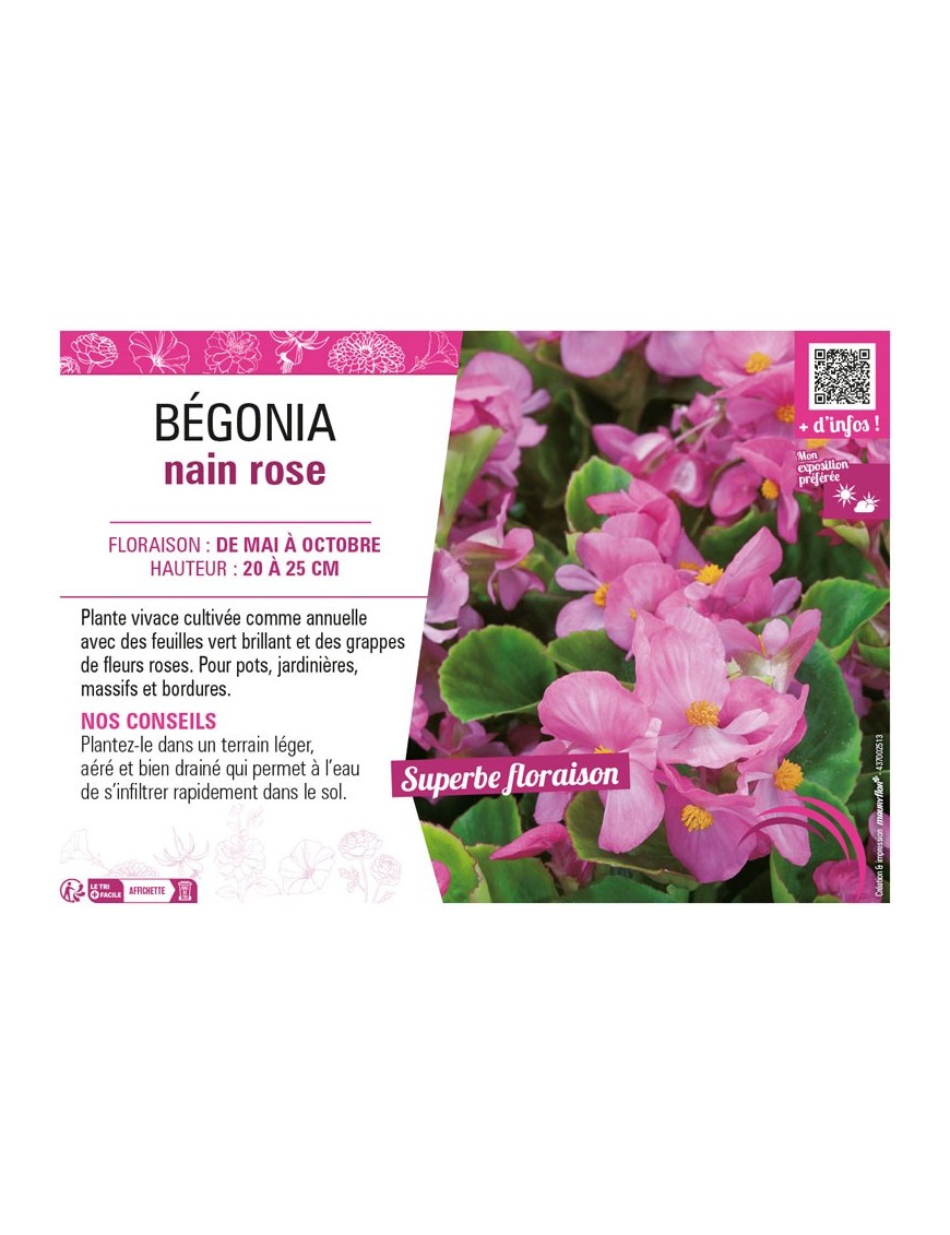 BÉGONIA NAIN ROSE
