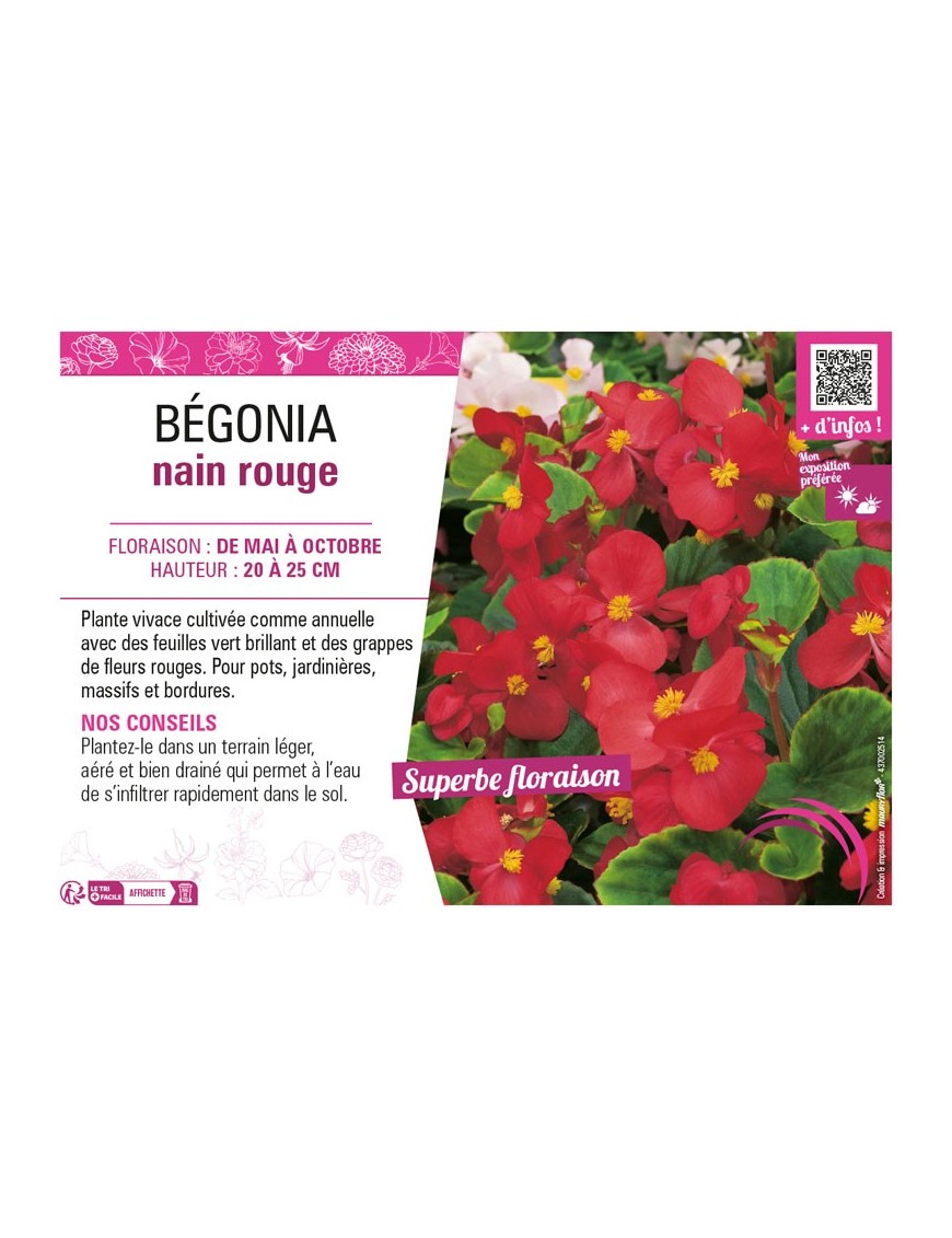 BÉGONIA NAIN ROUGE