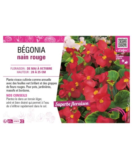 BÉGONIA NAIN ROUGE
