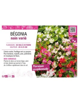 BÉGONIA NAIN VARIÉ