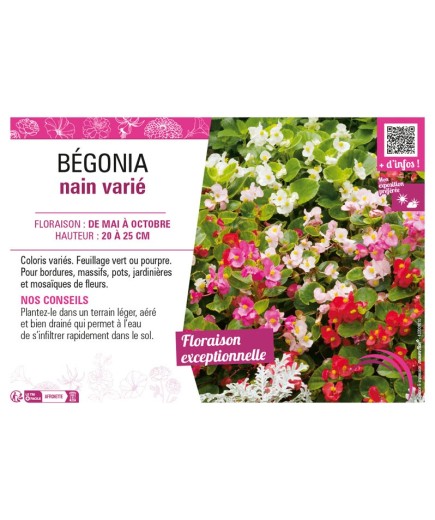BÉGONIA NAIN VARIÉ
