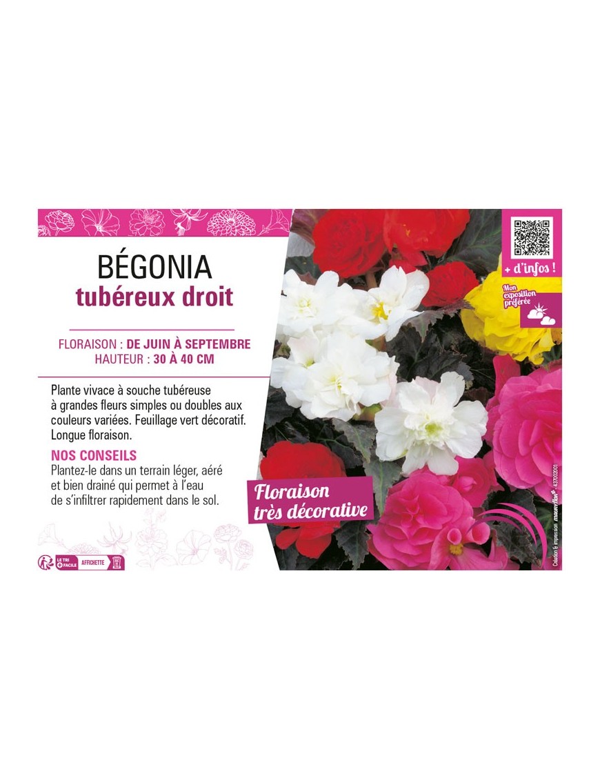 BÉGONIA TUBEREUX DROIT