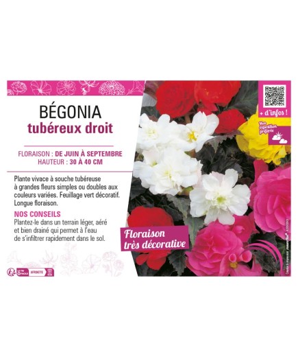 BÉGONIA TUBEREUX DROIT
