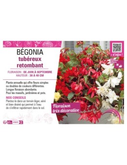 BÉGONIA TUBEREUX RETOMBANT