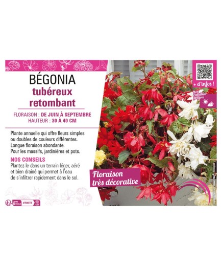BÉGONIA TUBEREUX RETOMBANT
