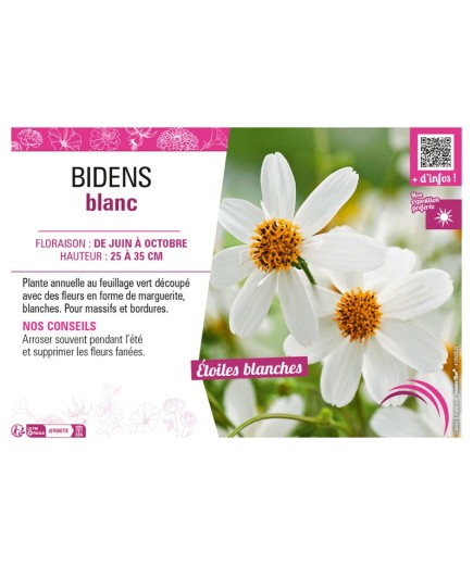 BIDENS BLANC