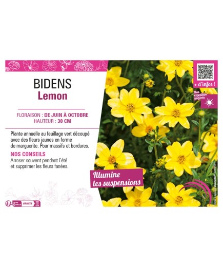 BIDENS LEMON