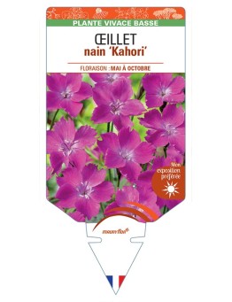 DIANTHUS Kahori voir Œillet nain
