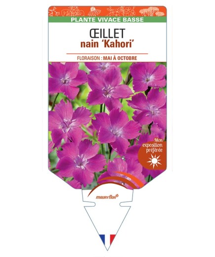DIANTHUS Kahori voir Œillet nain