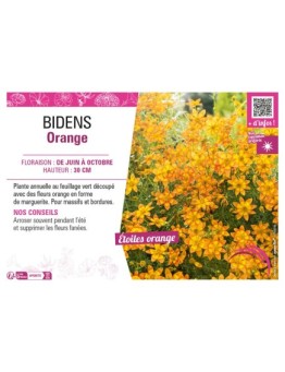 BIDENS ORANGE