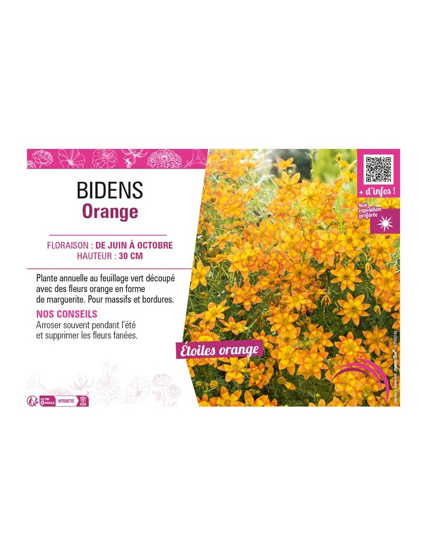 BIDENS ORANGE