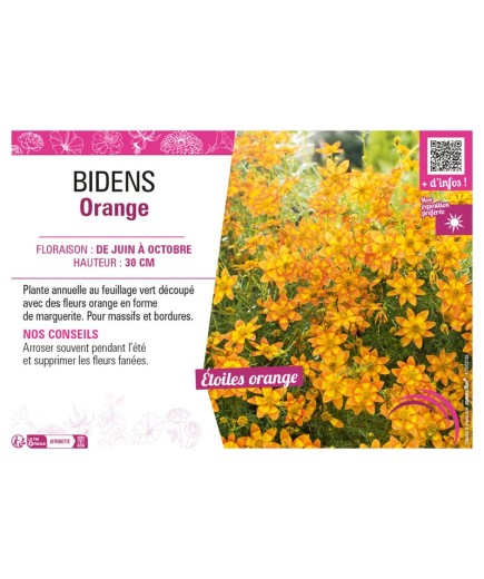 BIDENS ORANGE