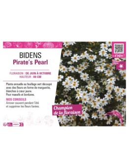BIDENS PIRATE'S PEARL