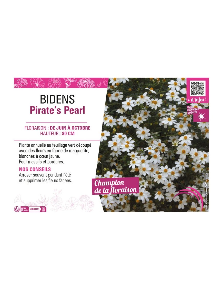 BIDENS PIRATE'S PEARL