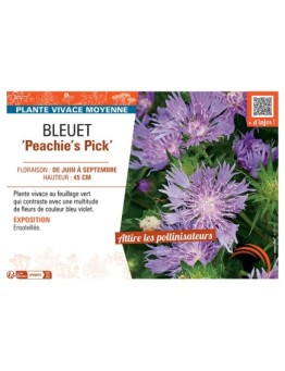 BLEUET ‘Peachie’s Pick’