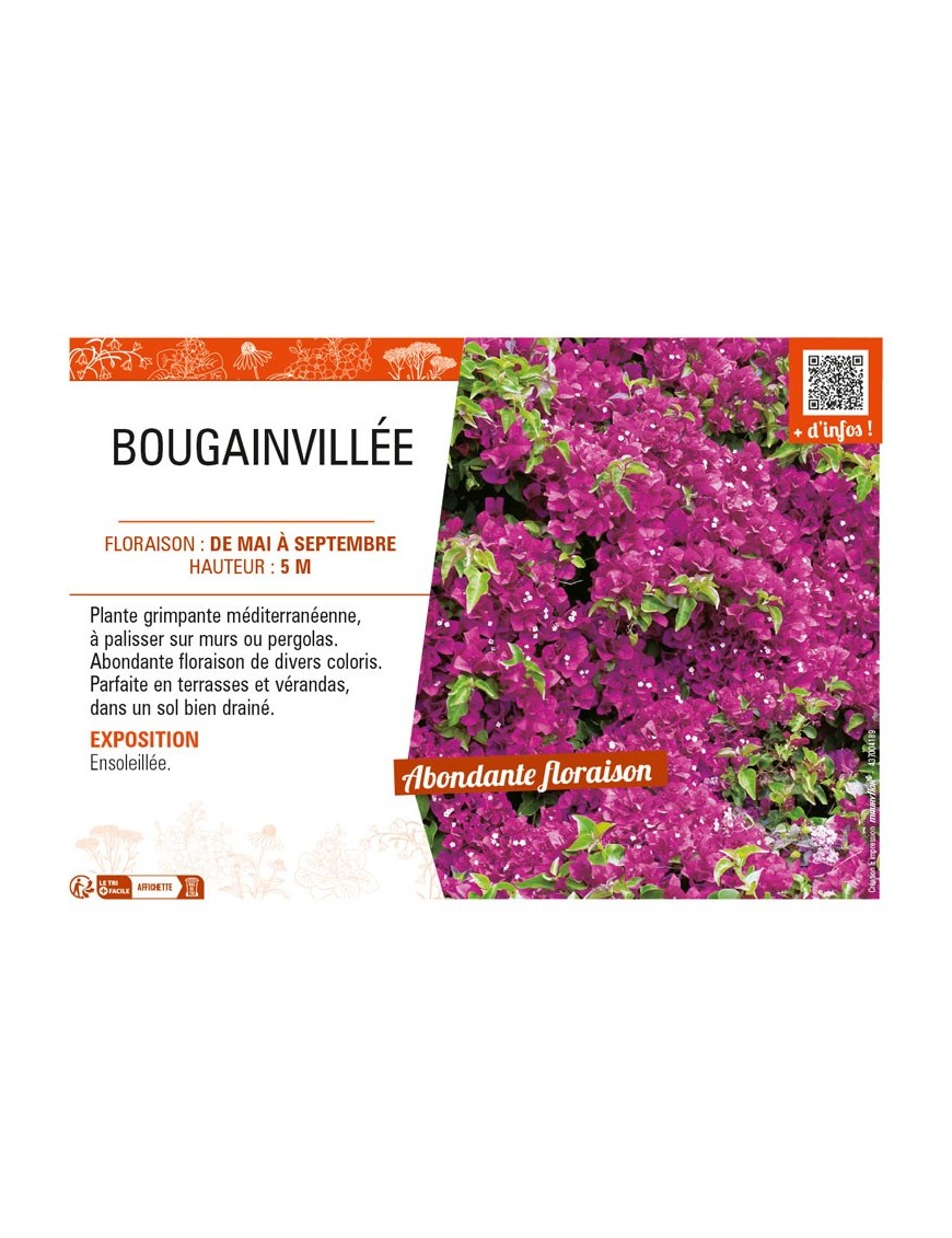 BOUGAINVILLEA (varié)