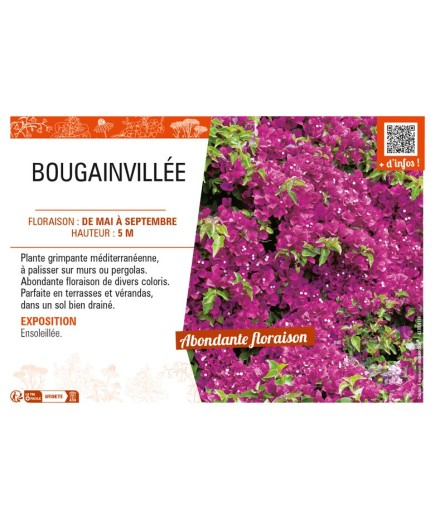 BOUGAINVILLEA (varié)
