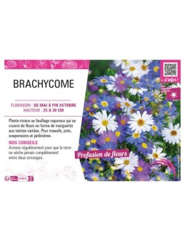 BRACHYCOME